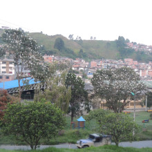En Neira la garzas incomodan en el Parque Los Carrapas